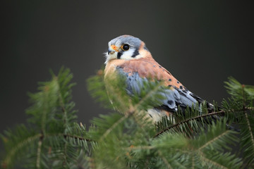 Curious Kestrel