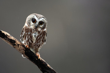 Naklejka premium Saw-Whet Owl