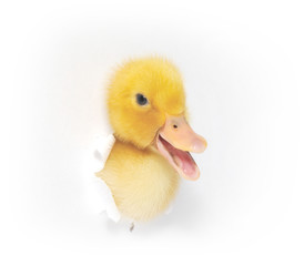 duckling