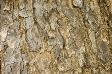 Skin large tree, Pattern