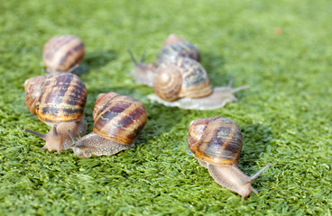 Lumache