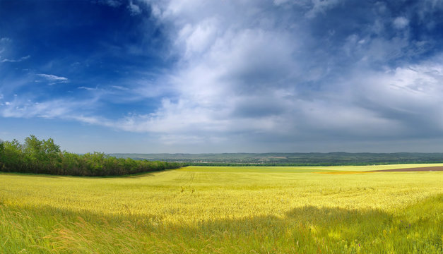 Large wheat field and blue sky
