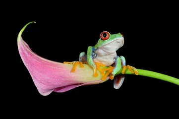 Fototapete Frosch rotäugiger Laubfrosch auf einer Calla-Blume