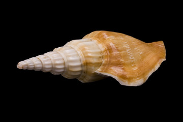 seashell