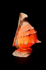 lampshade
