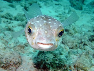 Yellow spotted burrfish