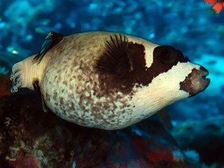 Masked pufferfish © lilithlita
