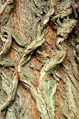 Background of bark of White Willow, Salix alba, closeup