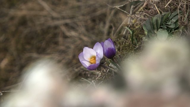 Twin flower