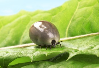 Fully fed blood-sucking tick