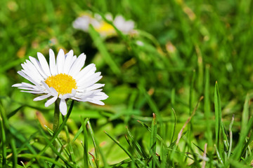 A daisy in the grass