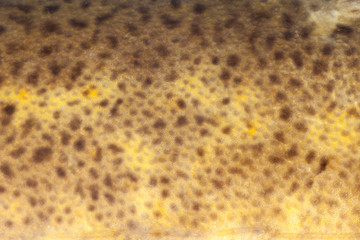 Burbot (Lota lota) skin close-up