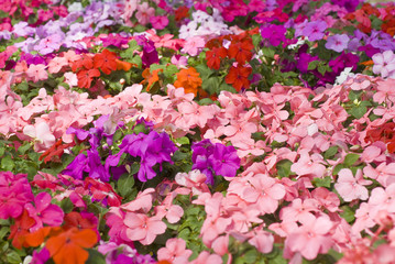 Colorful Impatiens Flowers
