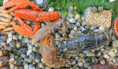 seashells and lobster
