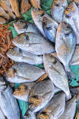 pile of fish