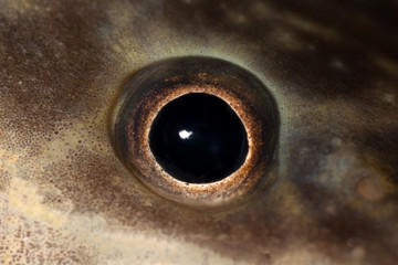 Burbot (Lota lota) eye