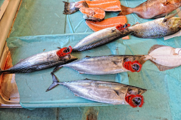 pile of fish