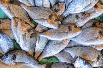 pile of fish
