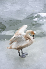 Young swan on ice