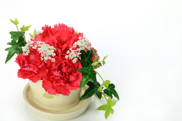 red carnation