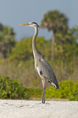 Heron on Sanibel Island Beach