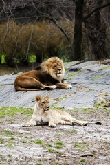Naklejka na ściany i meble Lion and Lioness laying together