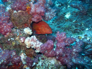 Coral Grouper