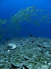 Coral Garden