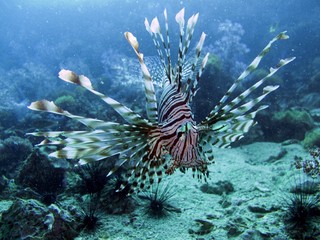 Fototapeta na wymiar Lionfish
