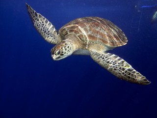 Turtle