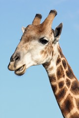 Giraffe Portrait