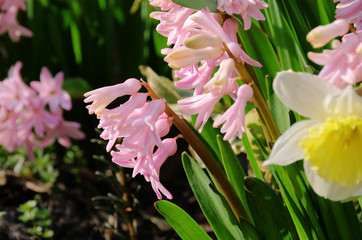 Osterglocke und Hyazinthe - daffodil and hyacinth 10