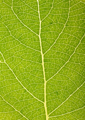 green leaf isolated on a white.