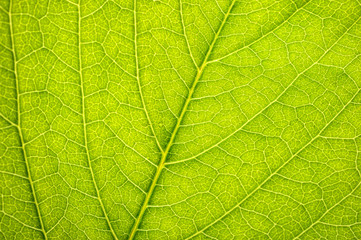 Part of leaf