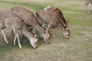 Deer Eating