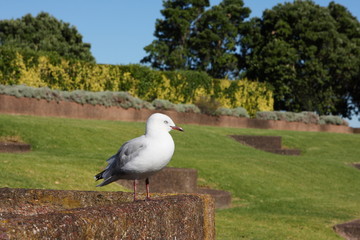 Seagull perched on stone wall