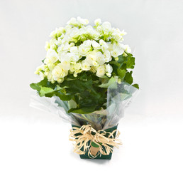 charming white Begonia Bush arrangement vase