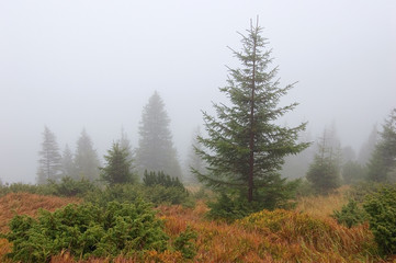 Fog's tree