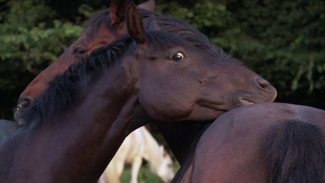 Pferde knabbern am Hals schmusen Freundschaft