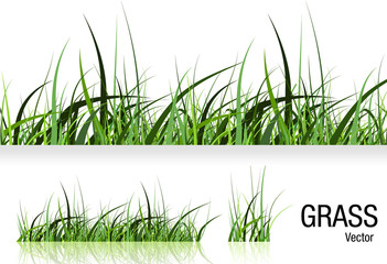 Grass vector isolated on white