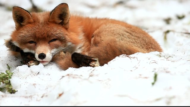 ruhender Fuchs