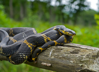 Snake (Elaphe schrenckii) 6