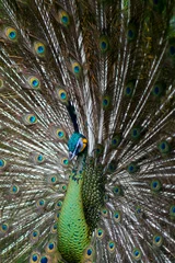 Fotobehang Green Peafowl Profile © tfjunction
