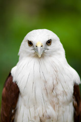 Eagle (Brahminy Kite) 01