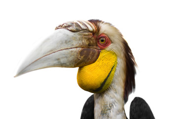 Blyth's Hornbill