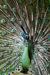Fotobehang Green Peafowl © tfjunction