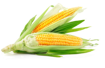 fresh corn fruits with green leaves