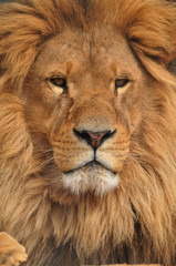Obraz premium twarz lwa