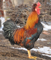 colorful rooster