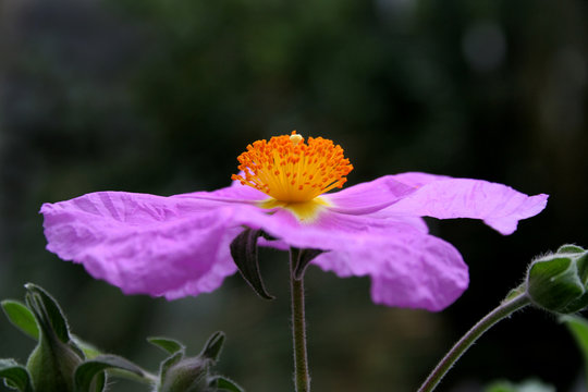 Zistrose